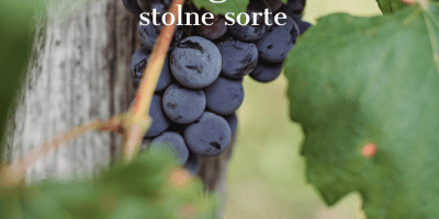 Mjera 4.1.1. Vinogradi stolne sorte