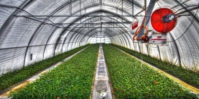 Rasadnik i sjemenska proizvodnja