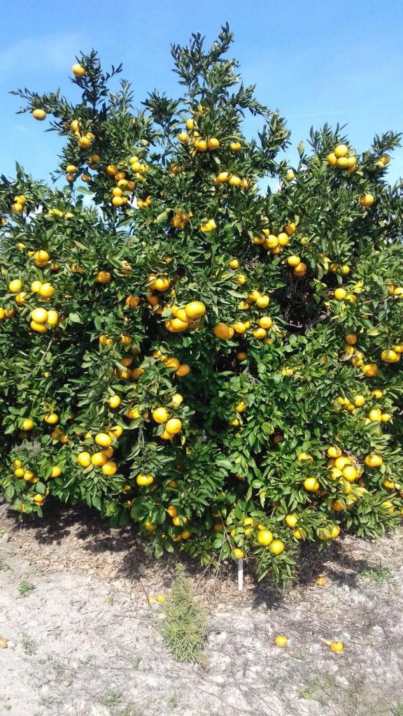 OPG Pavelić iz Opuzena: Projekt kupnje nove poljoprivredne mehanizacije i opreme (Proveden 2022)