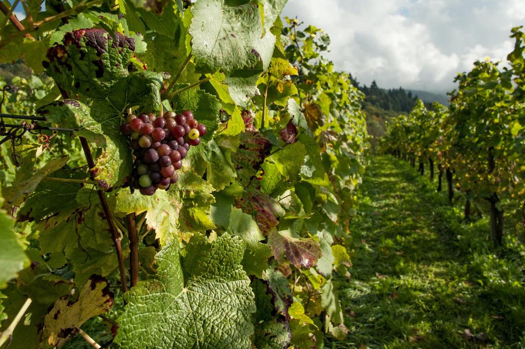 OPG Vukušić, Otrić-Seoci: Kupnja traktora i opreme za vinogradarstvo, financirano s 15.000 eura putem Natječaja za M 6.3.1. LAG Neretva (2019-2022)