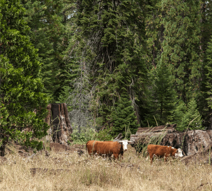 73.01. Neproizvodna ulaganja u poljoprivredi za prirodu i okoliš