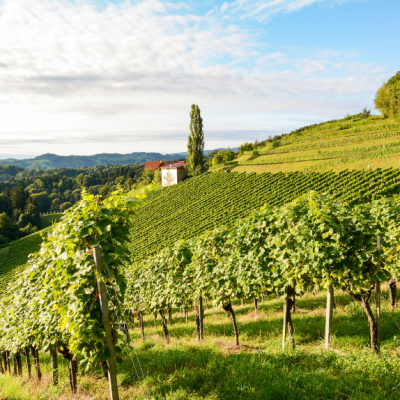 Natječaj za Intervenciju 58.1.a.01. Restrukturiranje i konverzija&nbsp;vinograda