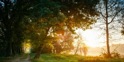 Šumska infrastruktura