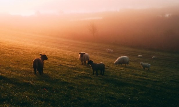 OPG Bljaic Natjecaj za mlade poljoprivrednike LAG Laura OPG Ivanićanka Podizanje plastenika i kupnja mehanizacije Natječaj LAG Moslavina (2024)