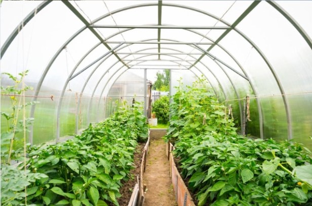 OPG Ivanićanka Podizanje plastenika i kupnja mehanizacije Natječaj LAG Moslavina (2024)