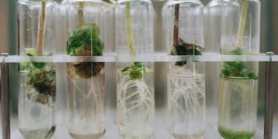 Istraživanje i razvoj u poljoprivredi