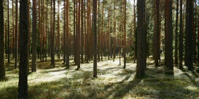 Intervencija 73.05. Konverzija degradiranih šuma