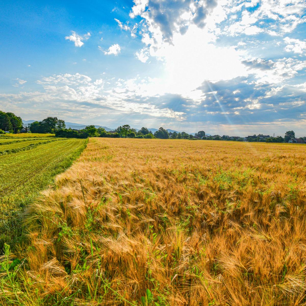 LAG Baranja natječaj za poljoprivrednike
